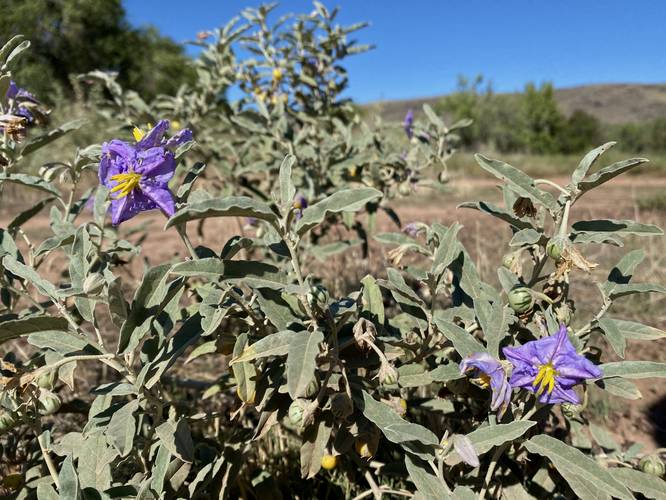 Purple desert wildflower