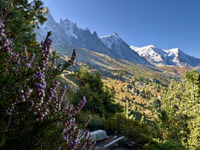 Flowering mountain heather with a backdrop of the Mont Blanc massif