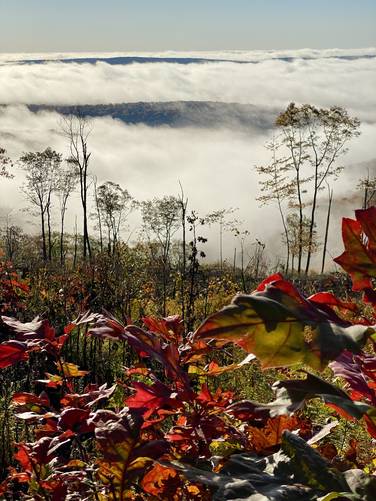 Morning fog and foliage at Grand View on Cedar Mountain, Oct 14 2022