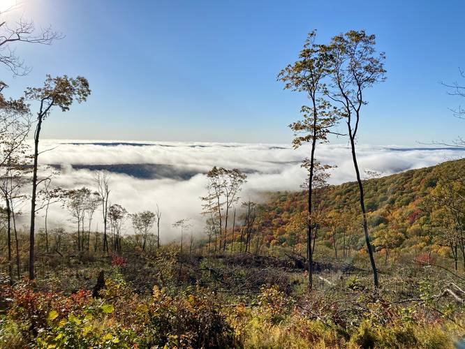 Morning fog and foliage at Grand View on Cedar Mountain, Oct 14 2022