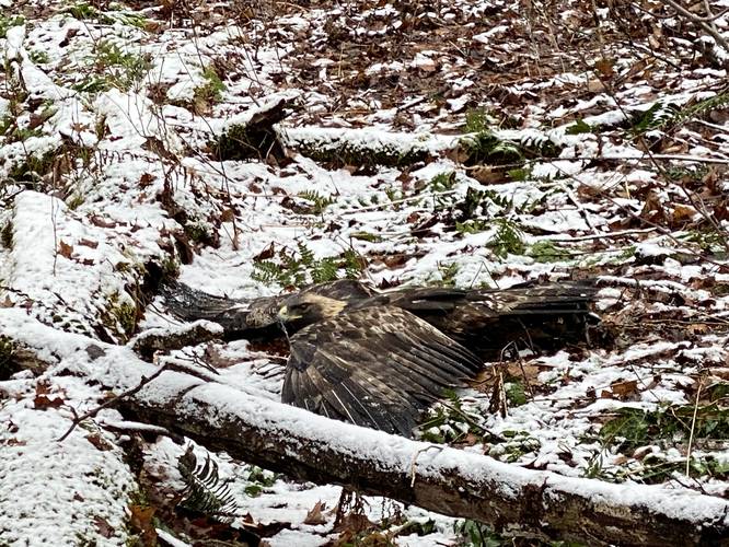 Injured juvenile Bald Eagle (PA Game Commission called-in to help)