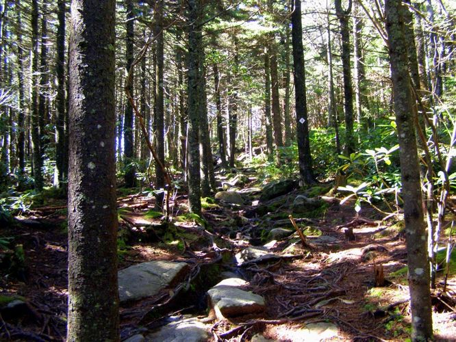Picture 18 of Grandfather Mountain and Daniel Boone Hike 101714