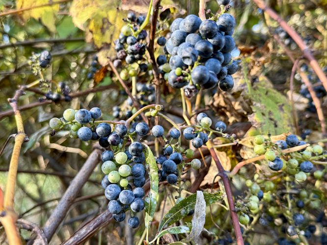 Grapes growing on Grape Island