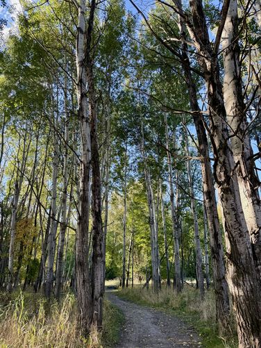 Stand of white birch trees