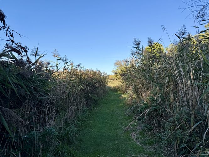10-foot tall grasses growing along the trail