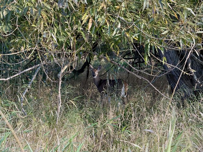 Deer eating dinner on Grape Island