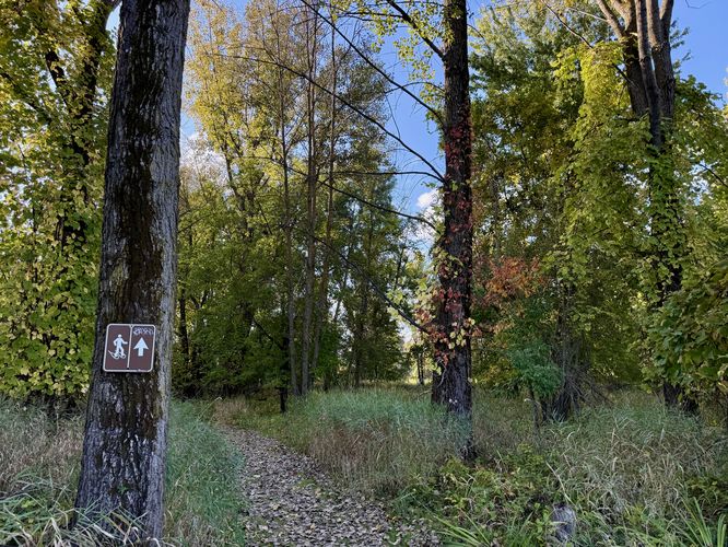 Grape Island Trail continues through the forest