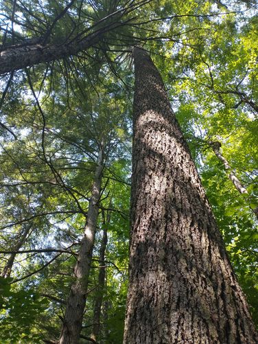 Big Pines Natural Area lives up to its name