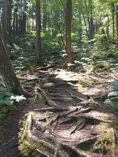 Trail substrate can be rooted and difficult to navigate 