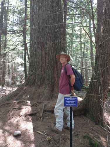 We found the NH State Champion Pine