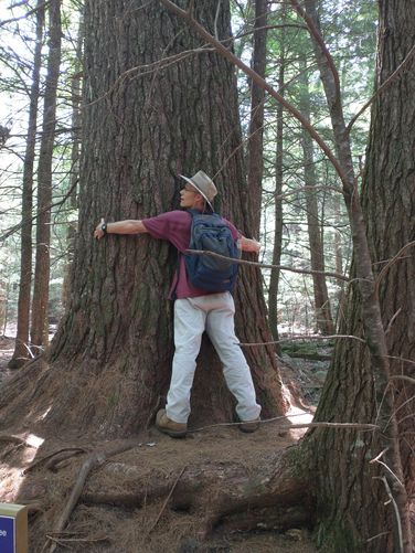The NH State Champion Pine is reported to be 150 feet tall and 15 feet in circumference 