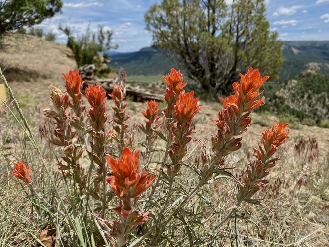 Paintbrush wildflowers (Castilleja)