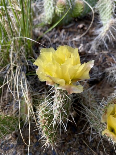 Yellow flower on a prickly pear cactus