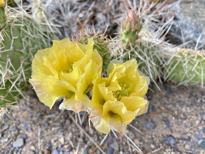 Yellow flowers on a prickly pear cactus