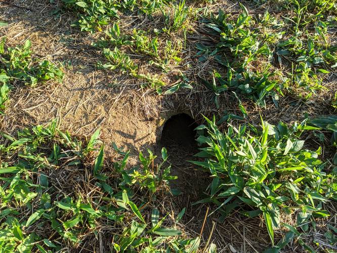 groundhog burrow