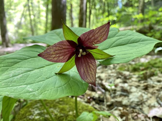 Red Trillium wildflower