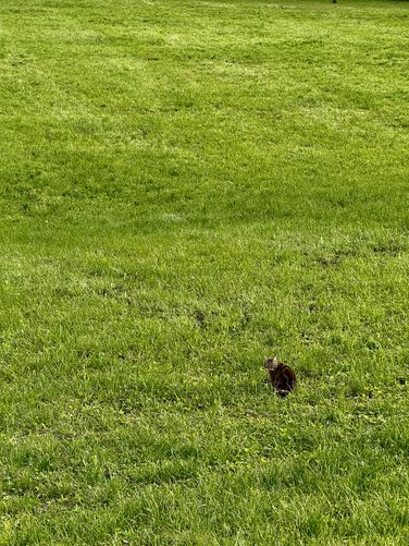Picture 20 of Grindelwald Loop Walk