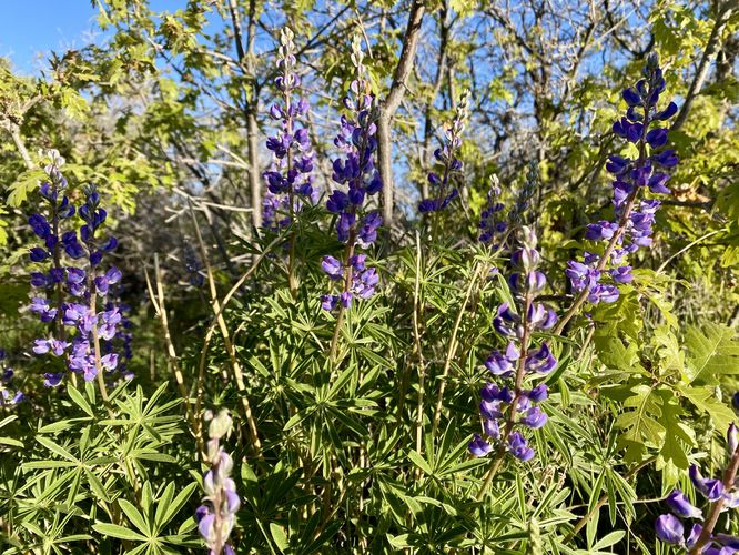 Lupine wildflowers