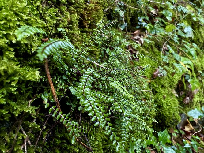 Small ferns grow along the trail