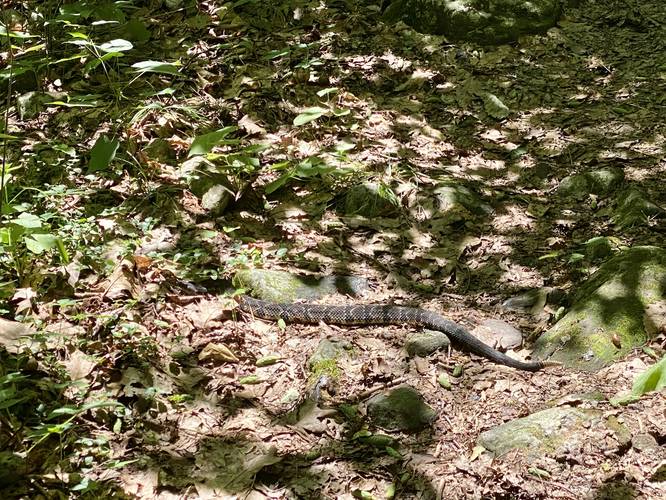 Rattlesnake along Pond Run Trail