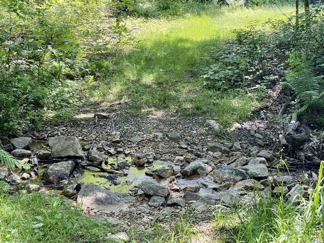 Water source along Bucktail Trail