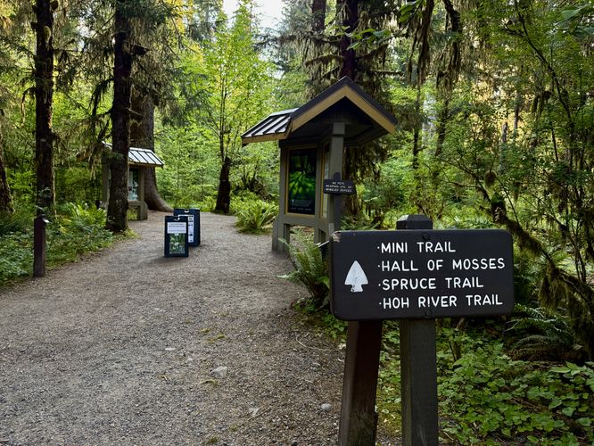 Trailhead leads to the Hall of Mosses