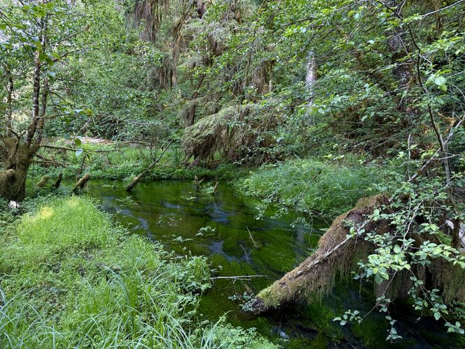 Crystal-clear water at the Hall of Mosses