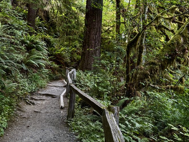 Lush rainforest surrounds the Hall of Mosses Trail in the Hoh Rainforest