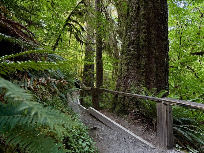 Old-growth tree stands within a lush forest along the Hall of Mosses Trail in the Hoh Rainforest