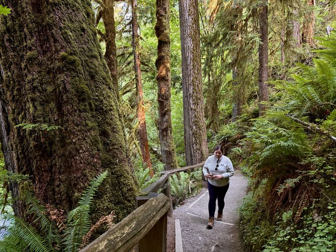 Hiking up the trail through the lush ancient forest