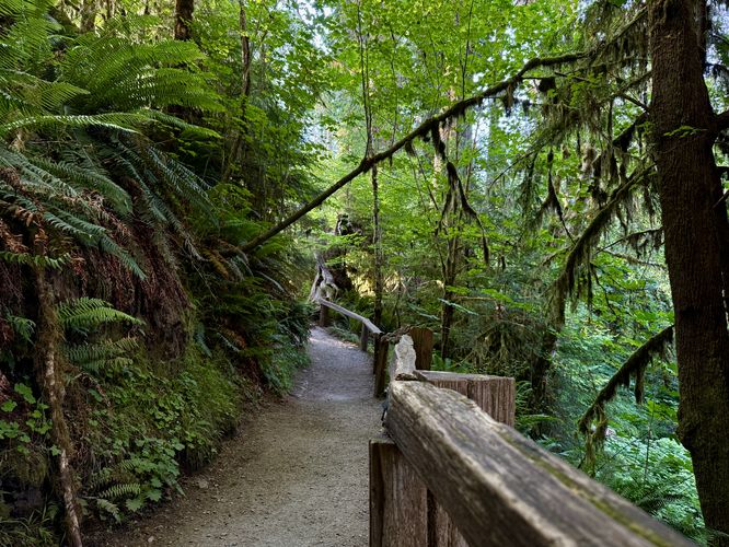 More scenic pathways of the Hall of Mosses Trail