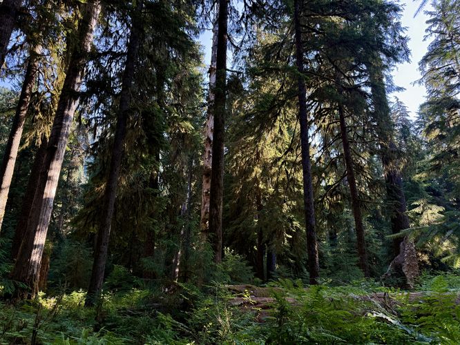 Morning sunlight filters through the lush vegetaion of the Hoh Rainforest