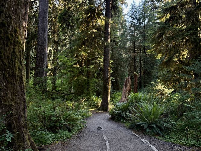Large ferns line the trail with moss-covered trees overhead