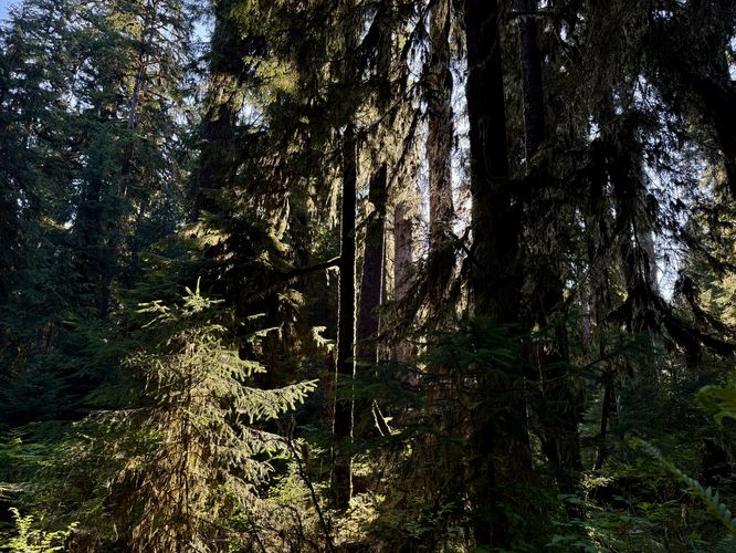 Sunlight illuminates the hanging mosses of the trees within the Hoh Rainforest