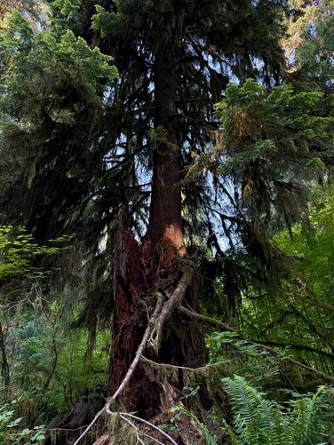 More trees growing from decaying stumps