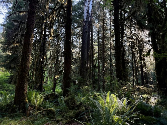 Picture 15 of Hall of Mosses Trail