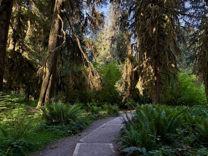 Picture 16 of Hall of Mosses Trail