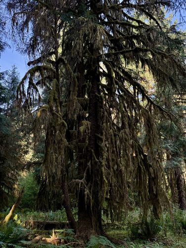 Picture 17 of Hall of Mosses Trail