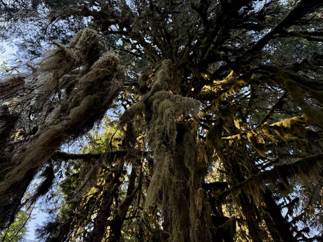 Picture 19 of Hall of Mosses Trail