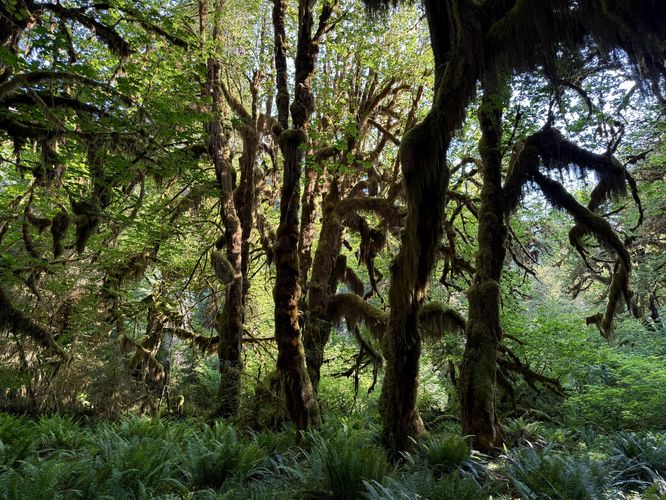 Picture 20 of Hall of Mosses Trail