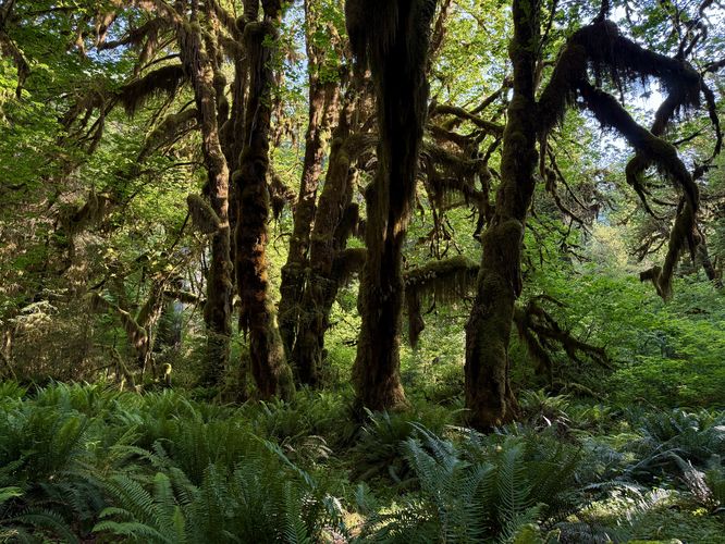 Hall of Mosses area