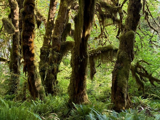 Picture 22 of Hall of Mosses Trail