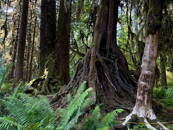 Picture 23 of Hall of Mosses Trail