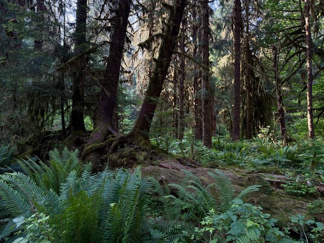 Trees growing in a row along a long-decayed nurselog