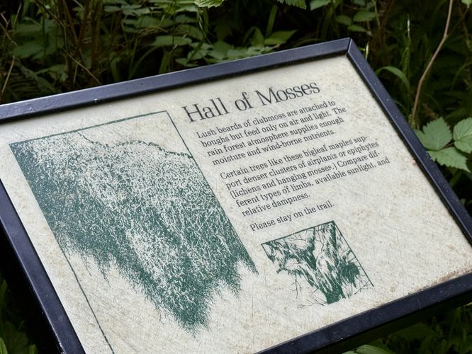 Picture 25 of Hall of Mosses Trail