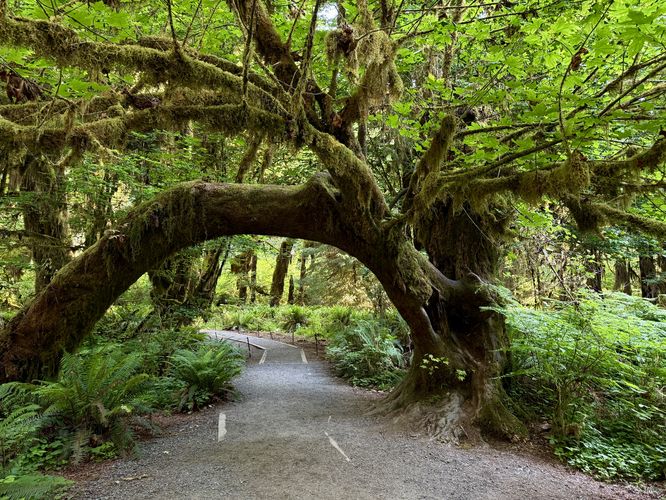 Picture 26 of Hall of Mosses Trail
