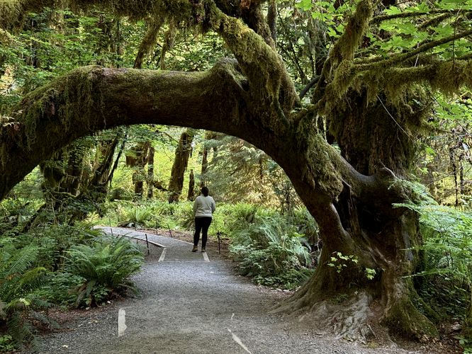 Default image for Hall of Mosses Trail, a 1.1-mile trail in Forks, WA (US)