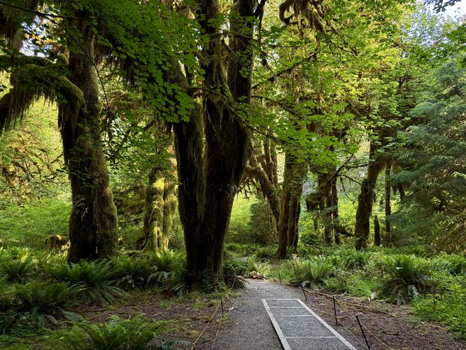 Picture 27 of Hall of Mosses Trail