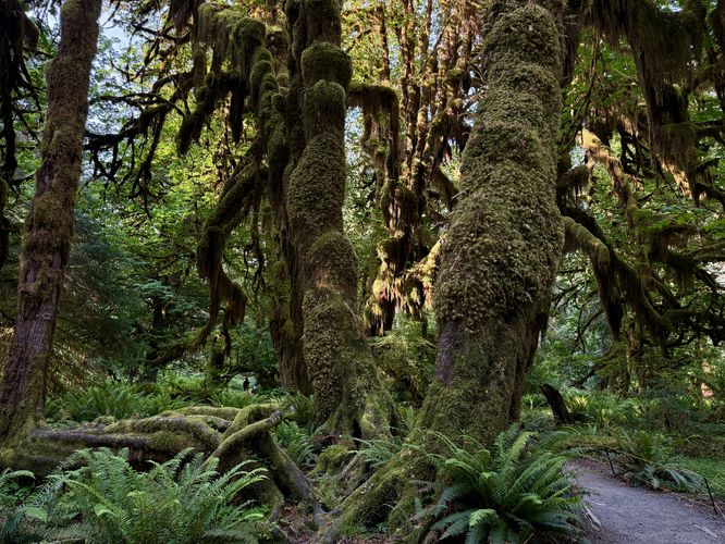 More lush moss-covered trees of the Hoh Rainforest