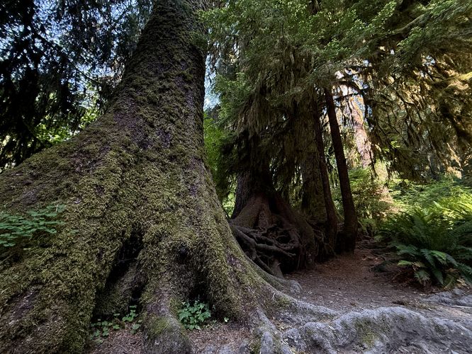 Wide-angle perspective of the nurselog tree row